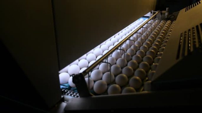 鸡蛋工厂工业家禽输送机生产