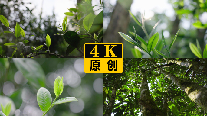 古树茶发芽茶叶嫩芽光斑逆光特写