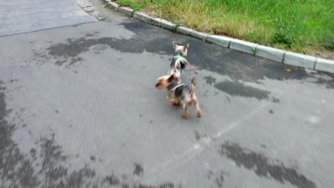可爱的约克夏犬和更大的女儿莫基 (Morkie) 拴在皮带上，在城市中散步