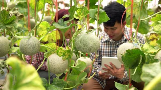 智能农场，农民使用平板电脑控制绿色农业系统