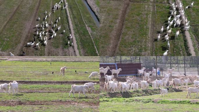 羊群 草原 羊实拍视频