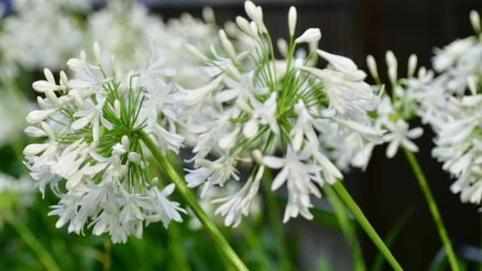 Agapanthus/非洲百合/尼罗河百合