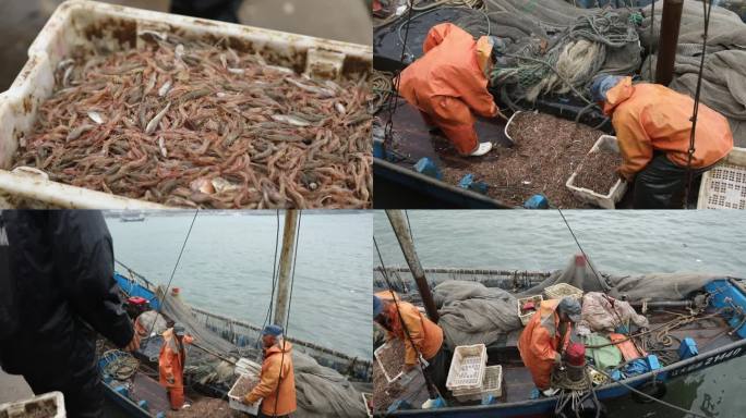 h渔民正将捕获的鱼虾从船上卸下