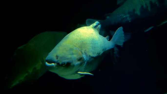 日本的黄鳞鱼大胖鱼