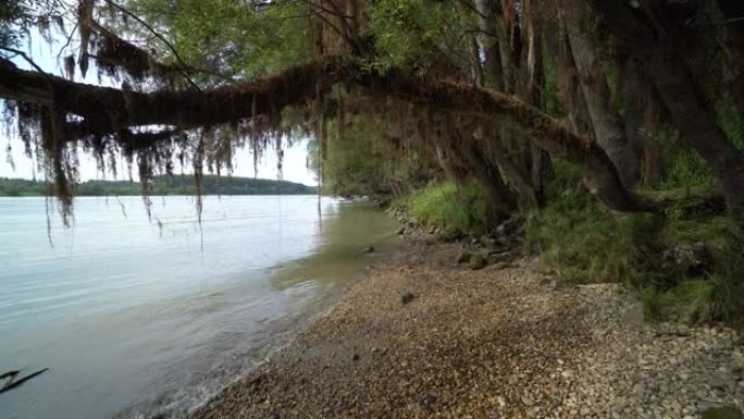 多瑙河湿地榕树