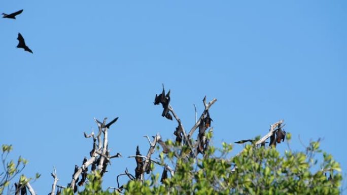 飞狐与其他蝙蝠一起降落在红树林分支上 (慢动作)