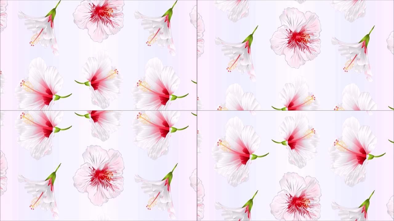 插画花朵白色芙蓉节日背景运动视频无缝循环动画