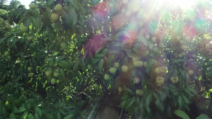 日出时树上生长的荔枝果实