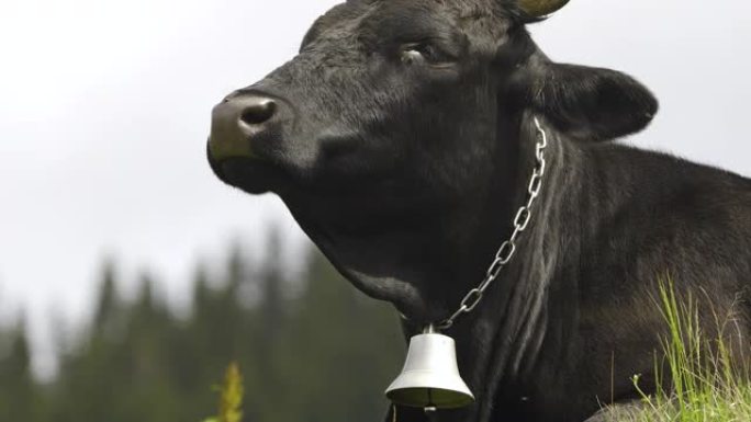 奶牛，有趣的奶牛咀嚼。动物正在看镜头，特写镜头。4K