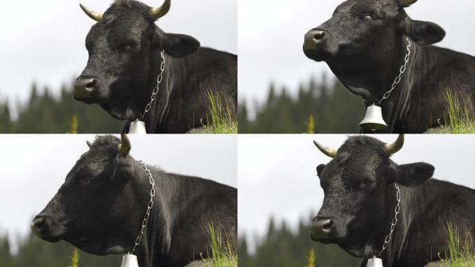 奶牛，有趣的奶牛咀嚼。动物正在看镜头，特写镜头。4K
