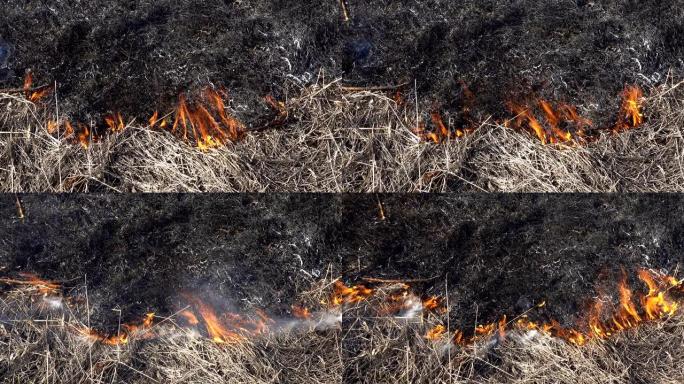 燃烧干草作为背景。