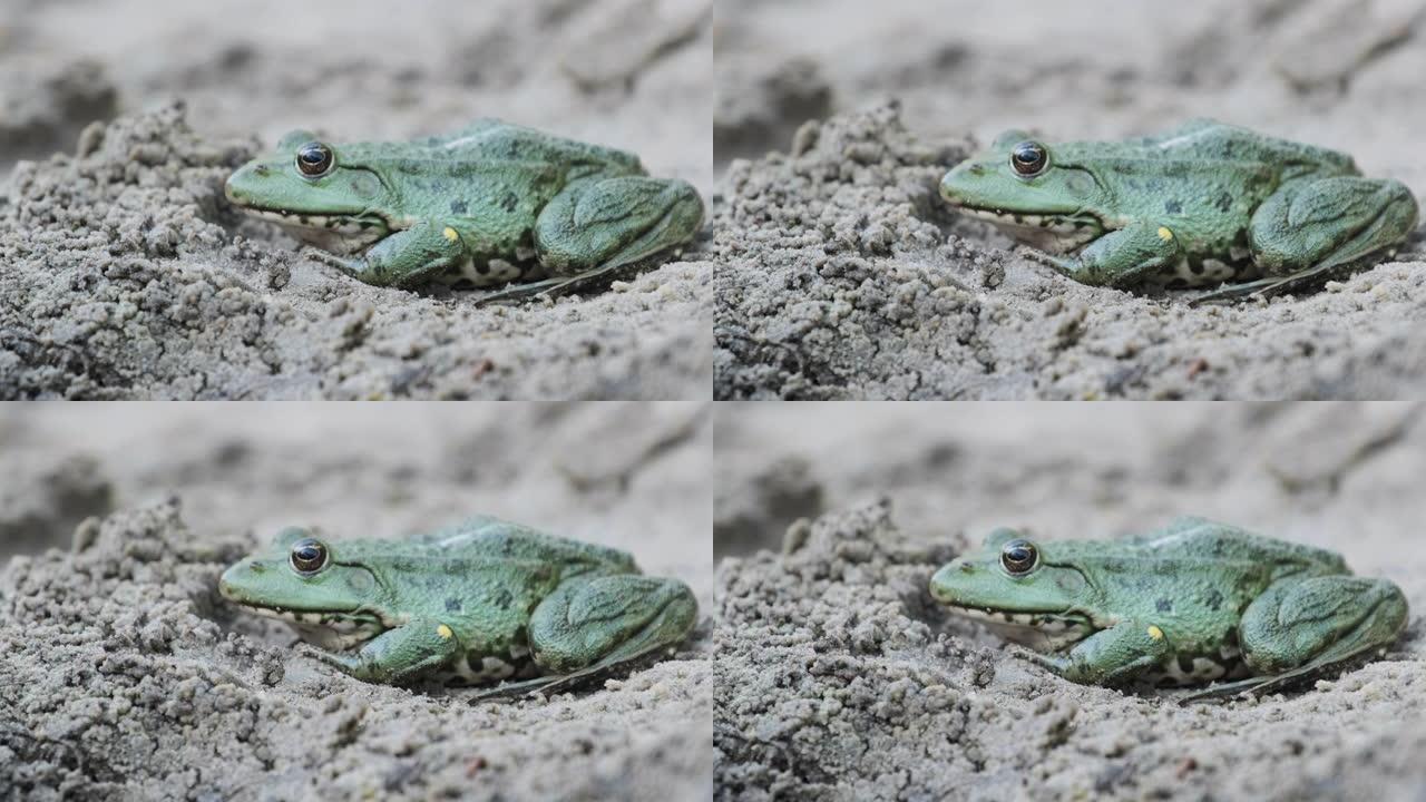 青蛙坐在河岸附近的沙滩上。蟾蜍的肖像