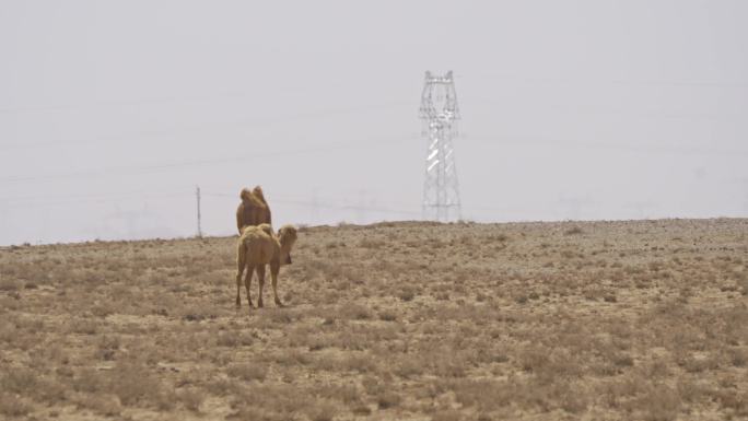 4k戈壁滩上行走的骆驼