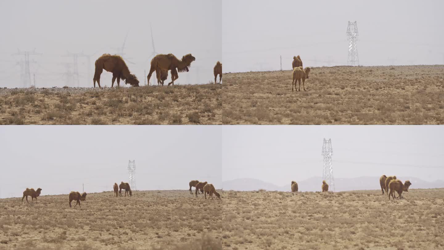 4k戈壁滩上行走的骆驼