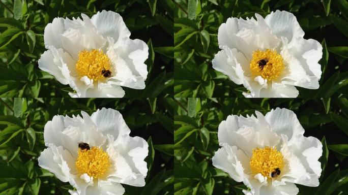 白色美丽的芍药中的蜜蜂授粉。绿色背景上的牡丹花。中国的象征。视频高清。