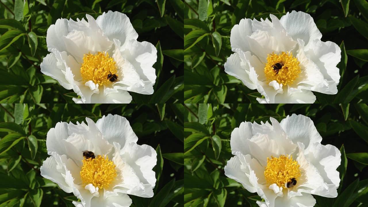 白色美丽的芍药中的蜜蜂授粉。绿色背景上的牡丹花。中国的象征。视频高清。