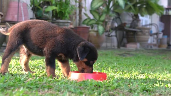 罗威纳犬小狗吃混合水的食物。室外环境。