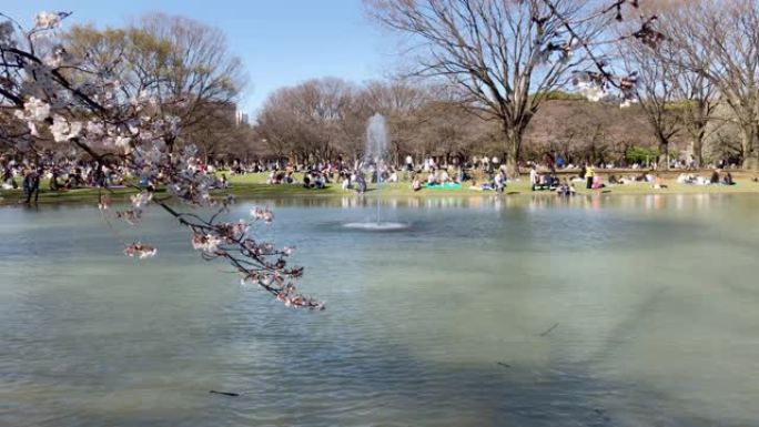 东京涩谷区代代木公园的池塘喷泉和樱花