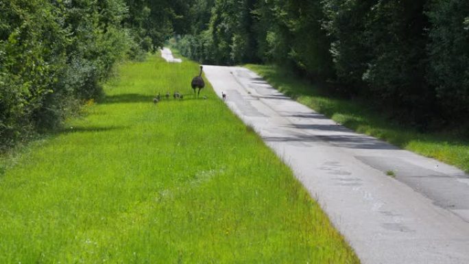 一个南都带着他的八只小鸡沿着一条路走