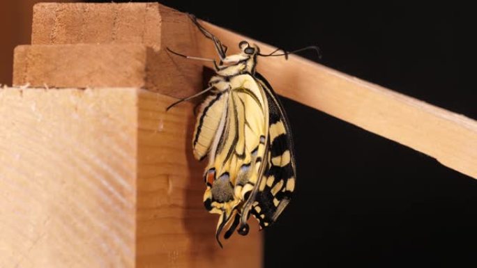 凤蝶 (Papilio machaon)，折叠翅膀的旧世界燕尾蝶