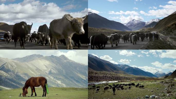 318国道风景牦牛，雪山牦牛