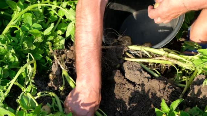男人正在花园里用铲子挖土豆。马铃薯收获或马铃薯种植、农业、耕作。农村的生态农场。农夫手里拿着马铃薯块