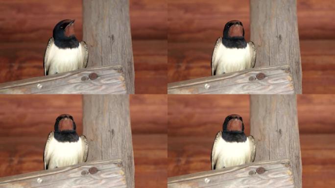 一只成年燕子坐在木制的燕子上，看着它转头