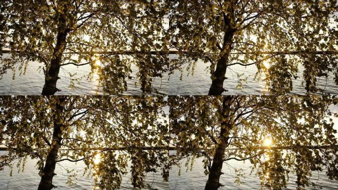 美丽的秋天白桦树，背光灯在湖岸