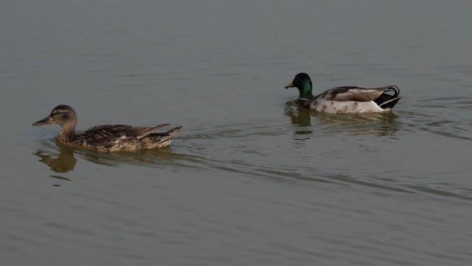 绿头鸭群，Anas platyrhynchos，在湖上游泳