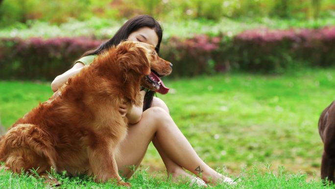 金毛犬在夏天公园里玩耍美女陪伴狗狗