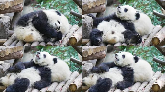 可爱的熊猫宝宝挠痒