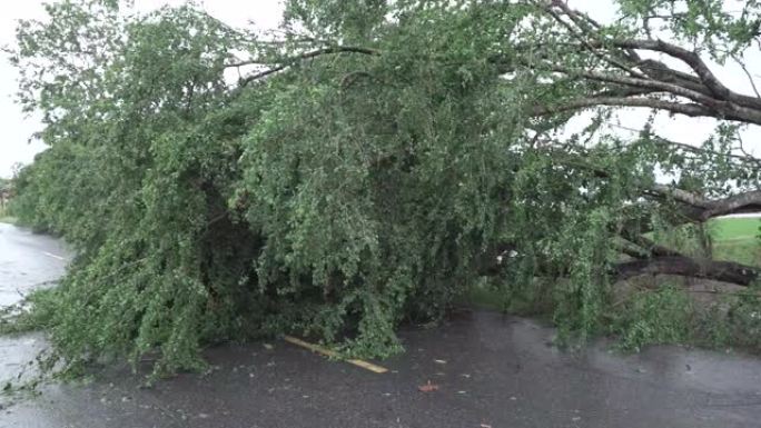 断树，夏季暴风雨后在高速公路上倒下的树木