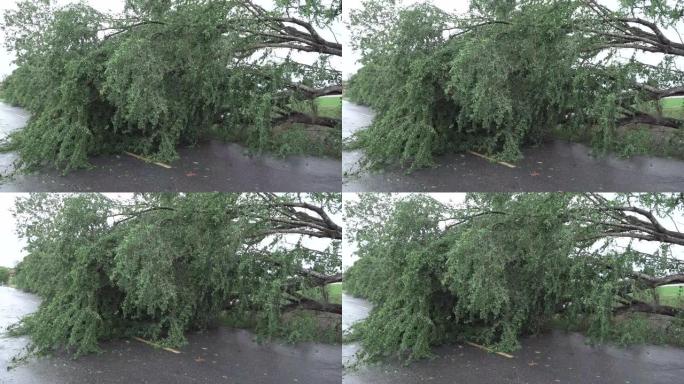 断树，夏季暴风雨后在高速公路上倒下的树木