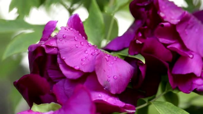 雨后紫牡丹花