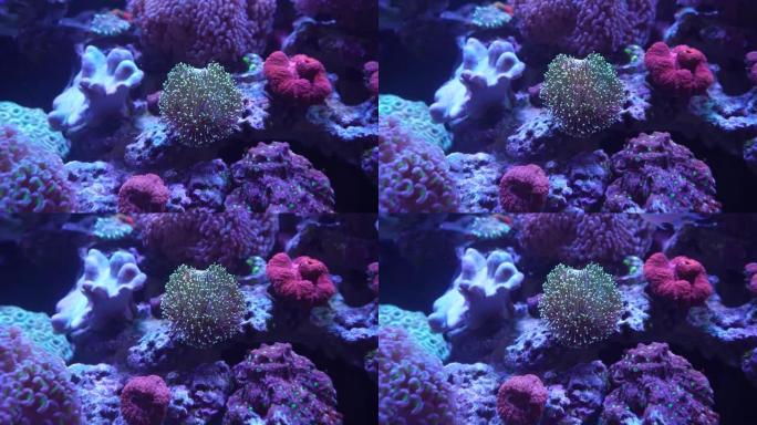 彩色珊瑚的风景宏观特写