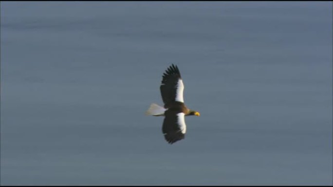 斯特勒海鹰 (Lat。Haliaeetus pelagicus) 在飞行中。是鹰科的一种非常大型的掠