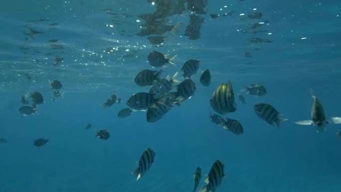 彩色的海鱼在蓝色的水背景上游动。鱼校军士长在水面下游泳。印度-太平洋中士(Abudefduf vai