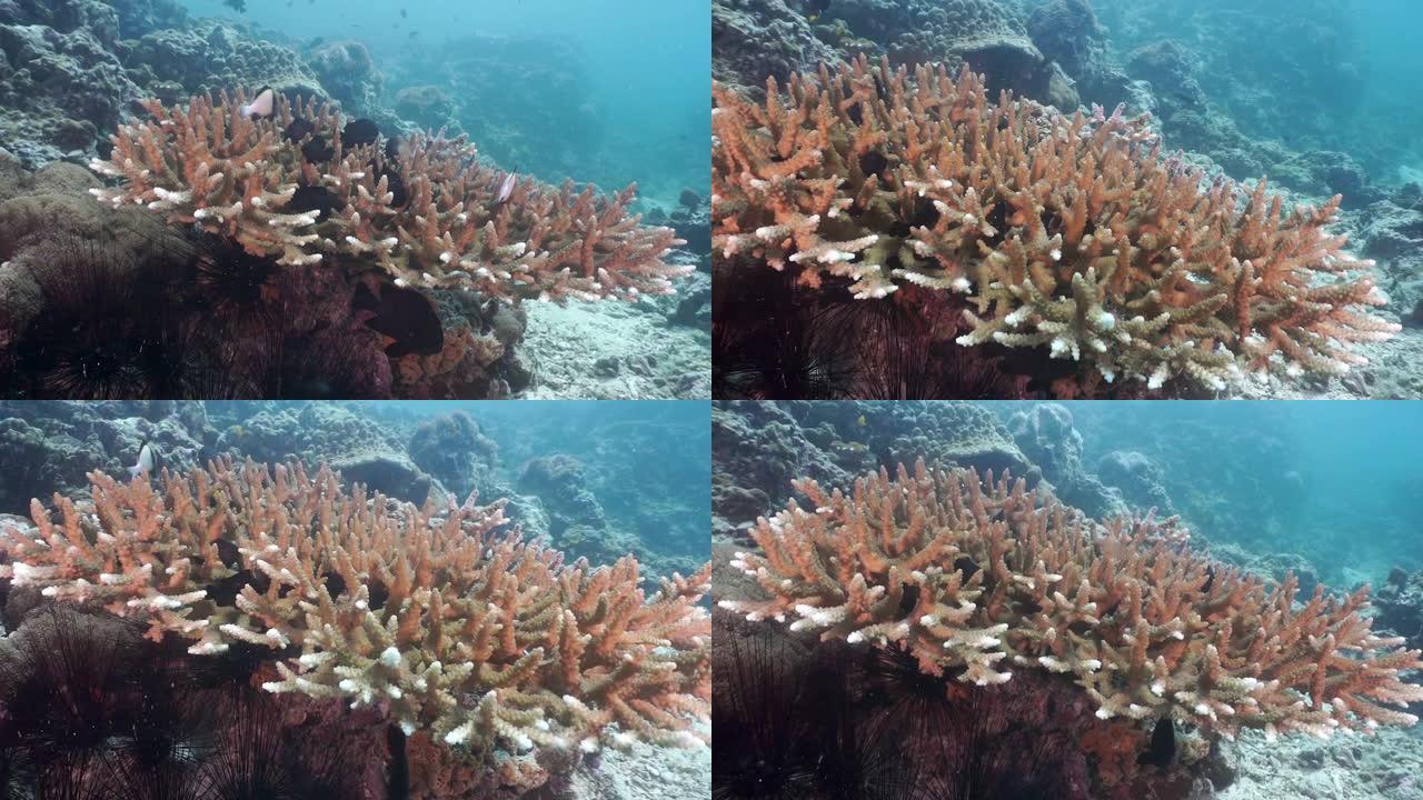 海底健康鹿角珊瑚礁与雀鲷