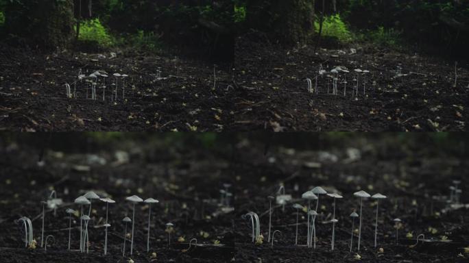 在永久栽培森林中生长在地面上的蘑菇，具有快速缩放功能