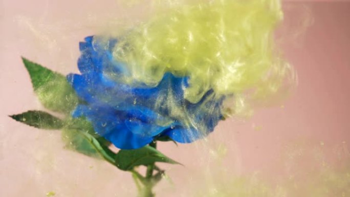 仙尘的黄云落在蓝玫瑰上，并在周围旋转