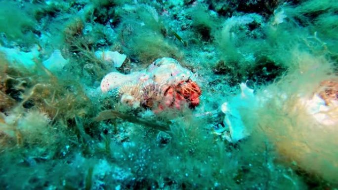 水下生命 -- 在海底行走的寄居蟹