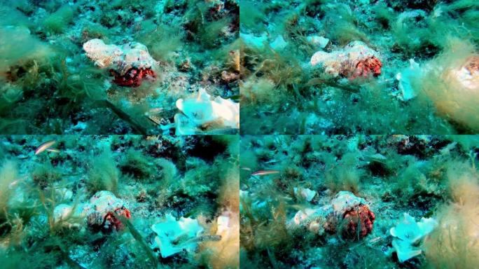 水下生命 -- 在海底行走的寄居蟹