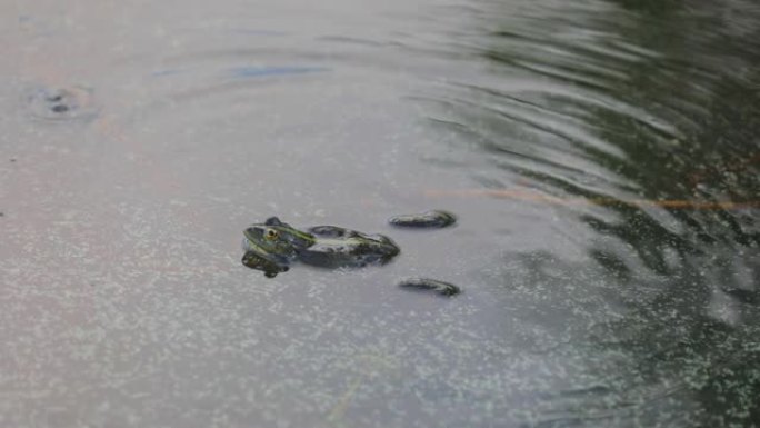 绿蛙在沼泽的水中游泳。大声嘶哑，吹泡泡。求爱游戏。夏天的自然和动物区系。