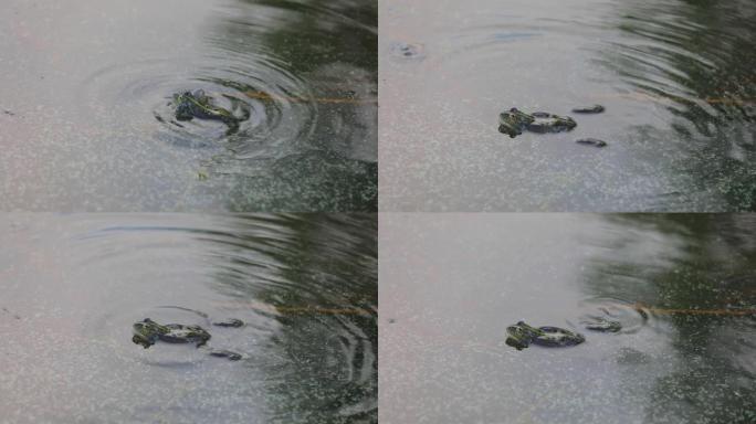 绿蛙在沼泽的水中游泳。大声嘶哑，吹泡泡。求爱游戏。夏天的自然和动物区系。