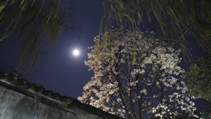 月光下，墙外盛开的玉兰花