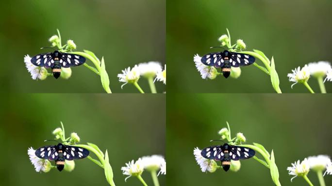 白花上的九斑蛾