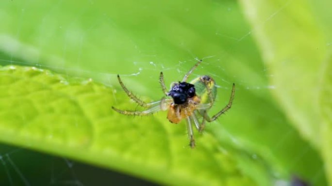 一只白蜘蛛在他的网上吃黑苍蝇