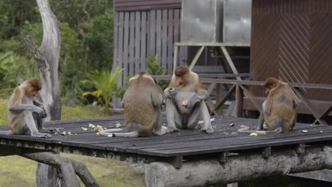长鼻猴 (鼻猴) 或长鼻猴。鼻子异常大的旧世界猴子。它是婆罗洲的特有种