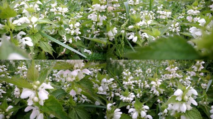 上面有白色花瓣的花田