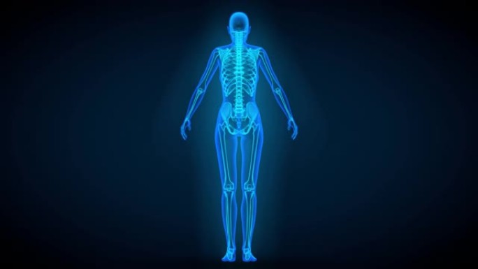 4视频合1，女性身体蓝色x射线扫描，带器官和骨骼-4K 60fps UHD 3D无缝循环动画